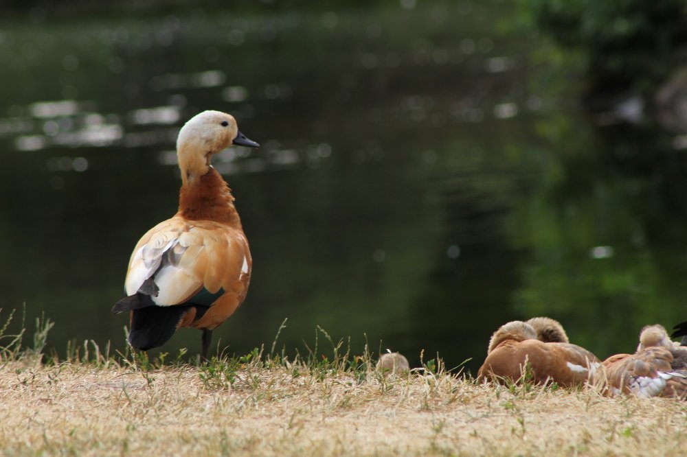 Photograph by Евдокия Спуре