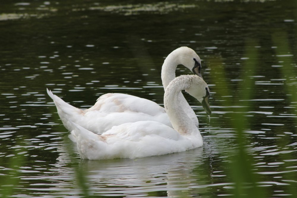 Photograph by Евдокия Спуре