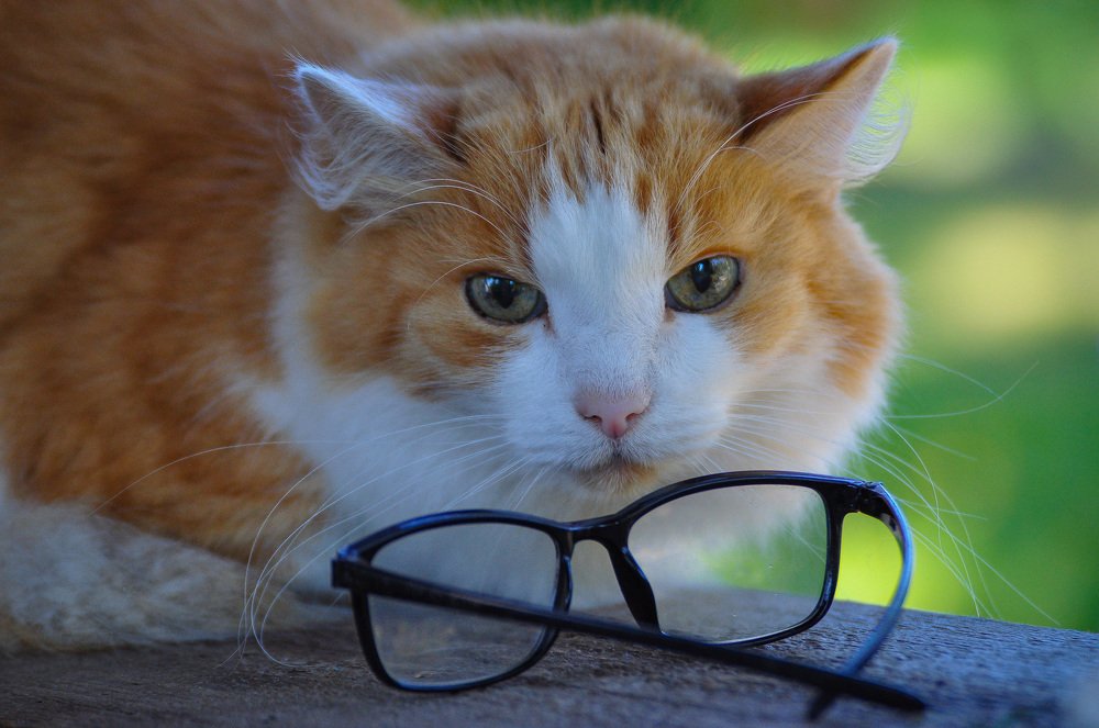 Живет в деревне рыжий кот