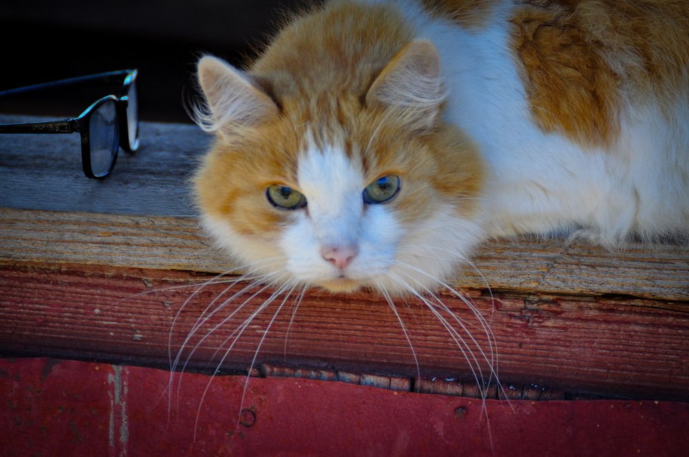 Рыжий кот лежит