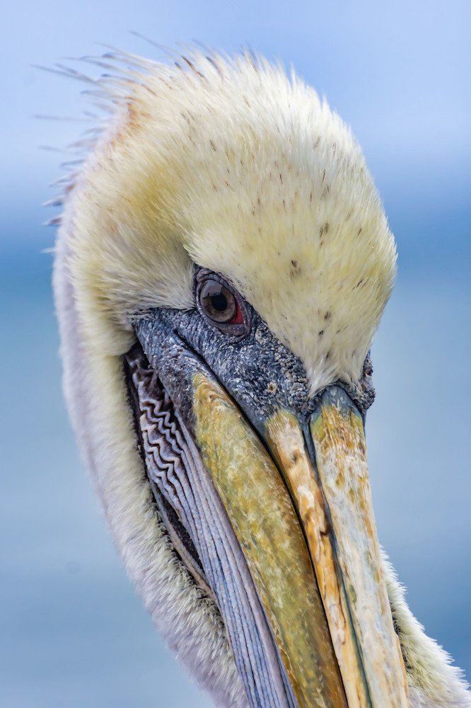Pelicans in the South East Pacific