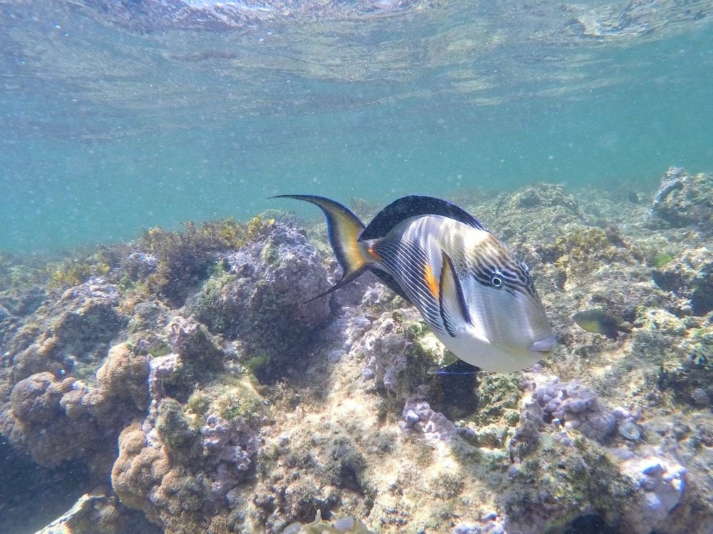 Photograph by OMAR Mourtagy Helal