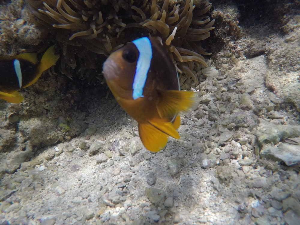 Photograph by OMAR Mourtagy Helal