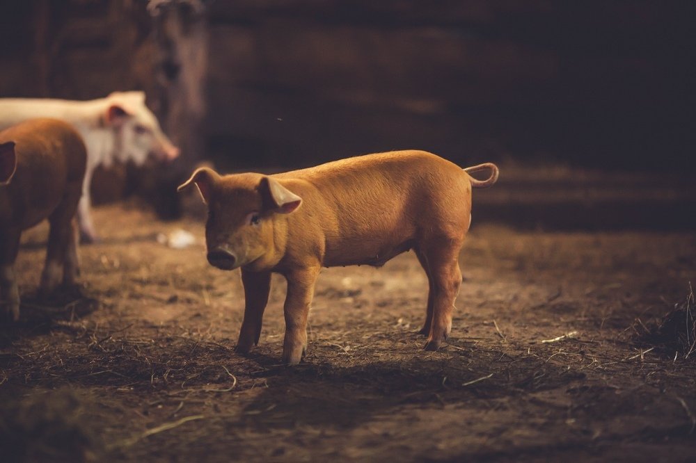 Photograph by Марина Комина