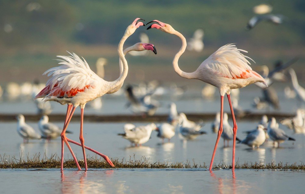 Photograph by Amit Joshi