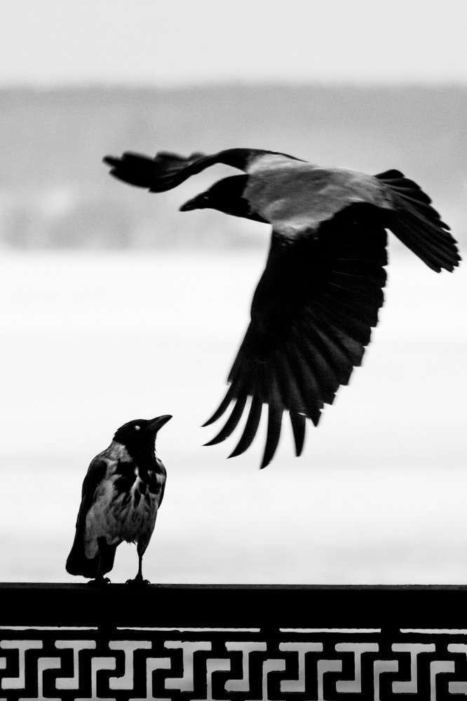 Photograph by Дмитрий Тимофеев