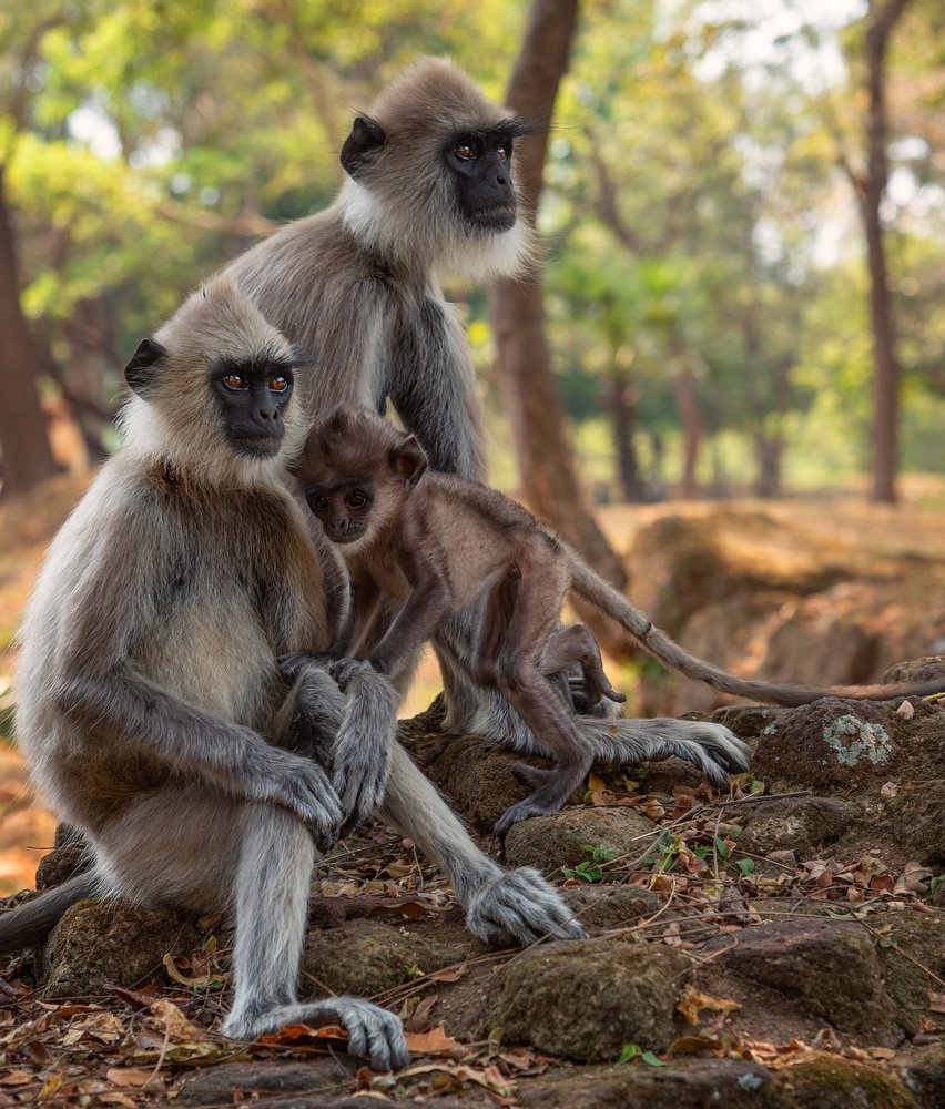 Королевство лангуров. The Kingdom of langur monkeys.