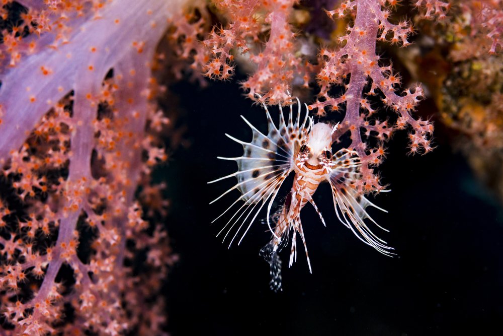 Upside down lionfish