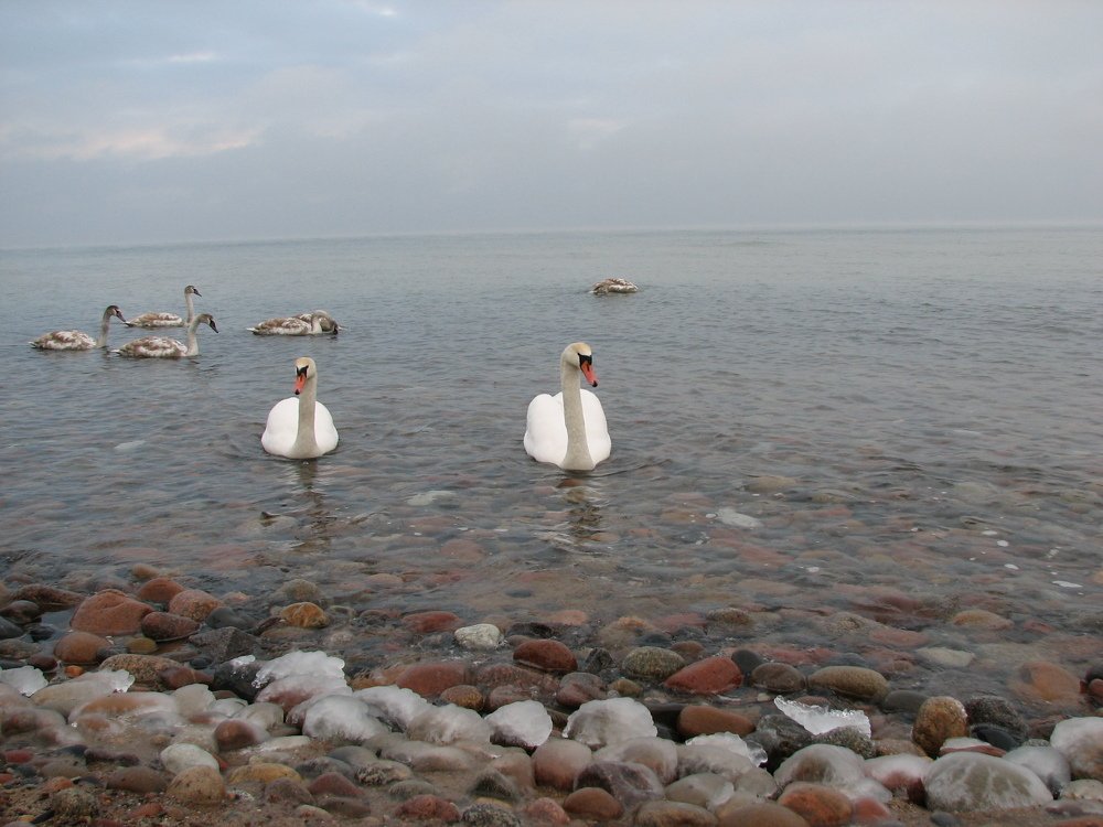 Photo #4988050