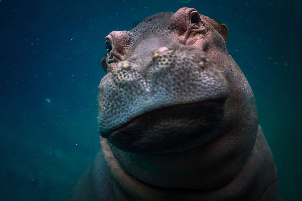 Hippopotamus