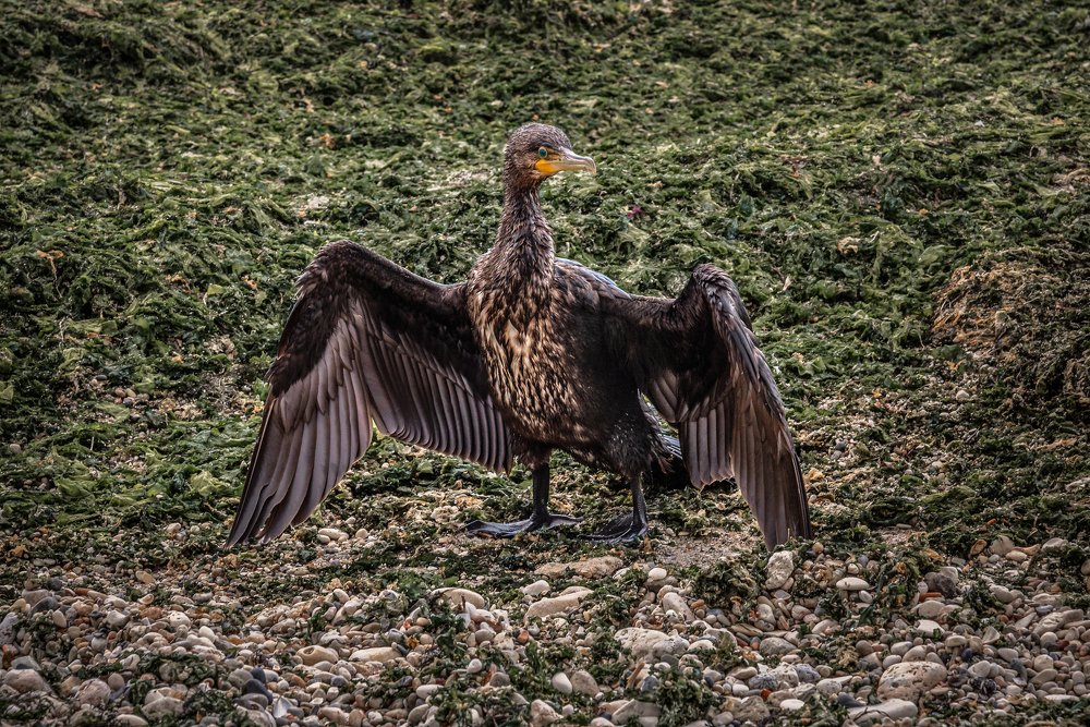 Photograph by Вадим Тихонов