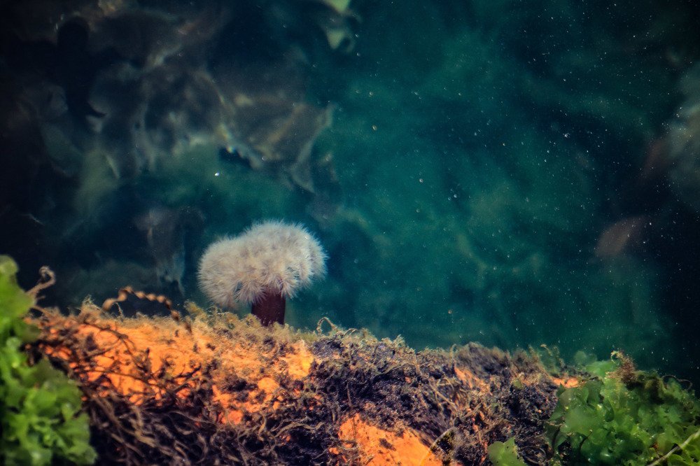 Подводный мир