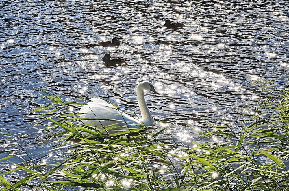 fairy Swan