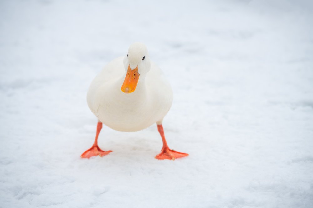 Photograph by Сергей Щербина