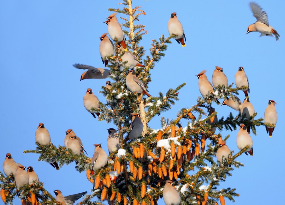 Свиристели прилетели и на елочку присели