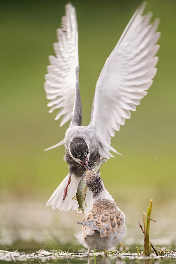 Photograph by Grzegorz Dąbek