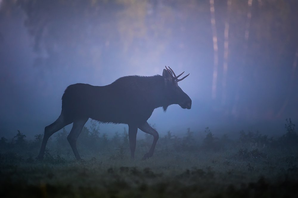 Photograph by Grzegorz Dąbek