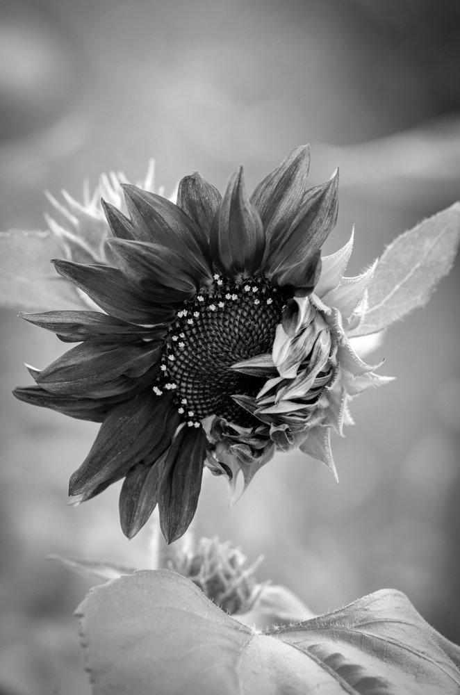 Photograph by Nataliya Sharifova