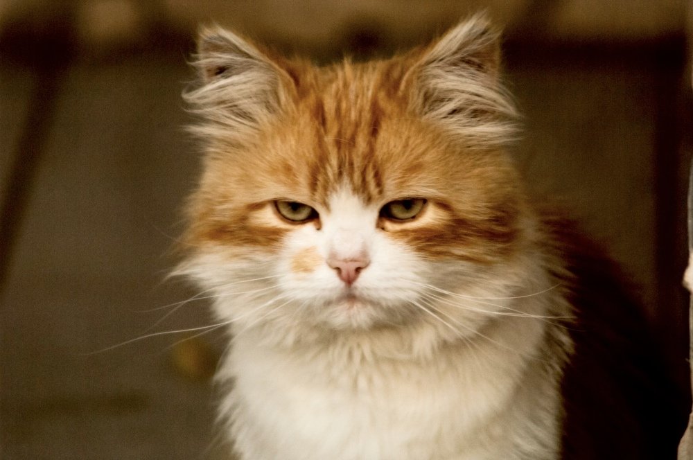 Photograph by Максим Воробьев