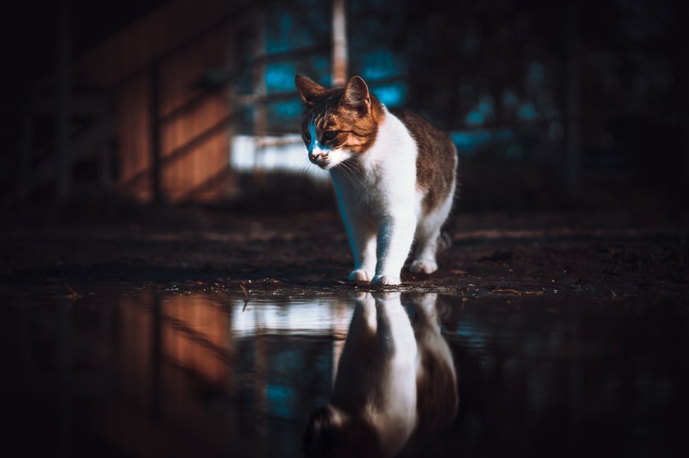 Фотография автора Пётр Чирков