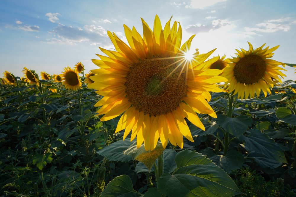 Photograph by Евгений Гаркуша