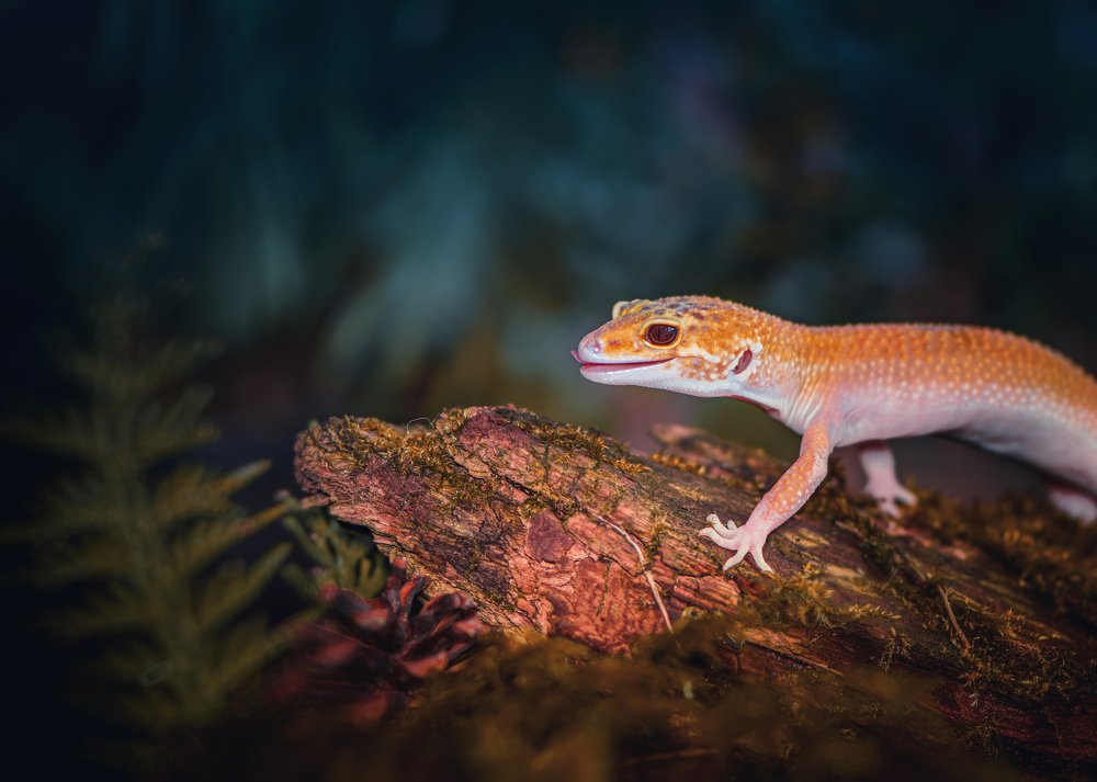 Эублефар и друзья