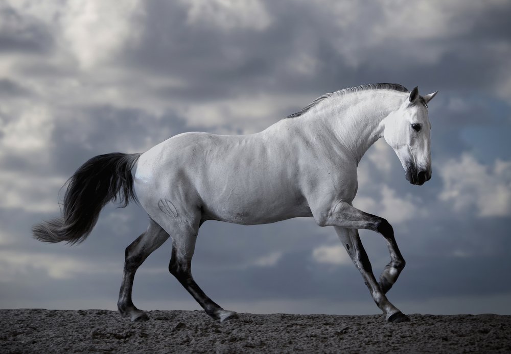 Photograph by Alexandre Marques