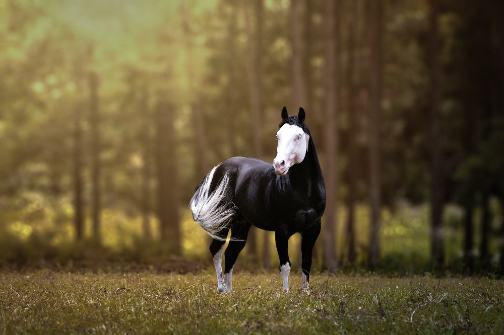 Photograph by Ricardo Zaviasky