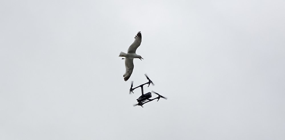 The seagull and the drone