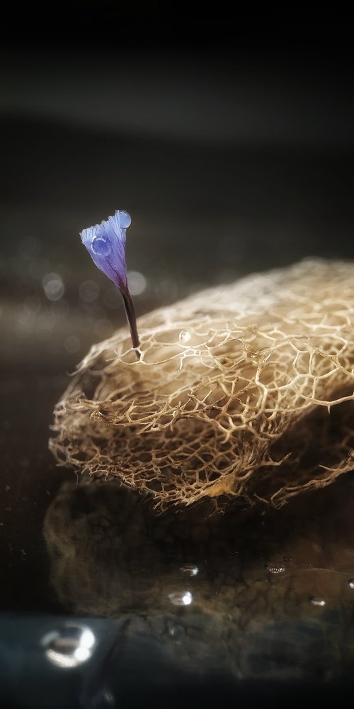 Островок надежды