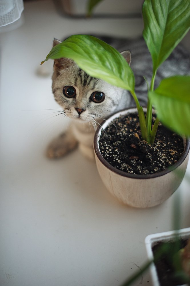 Фотография автора Анна Старцева