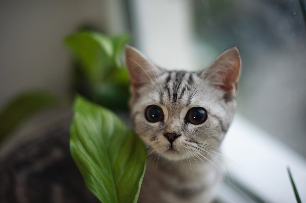 Фотография автора Анна Старцева