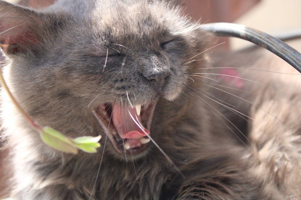 Photograph by Николай Немчанинов