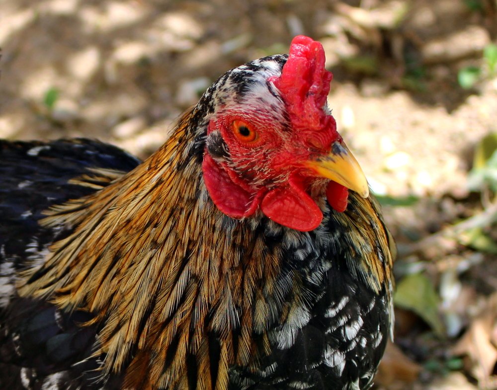 Photograph by Николай Немчанинов