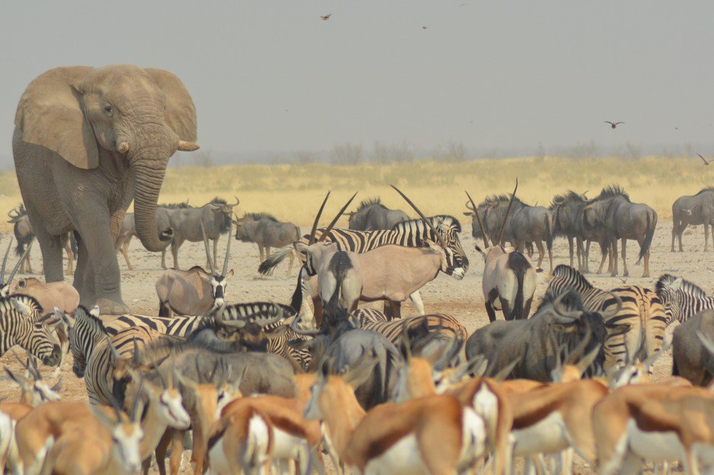 Photograph by P.J. Botha