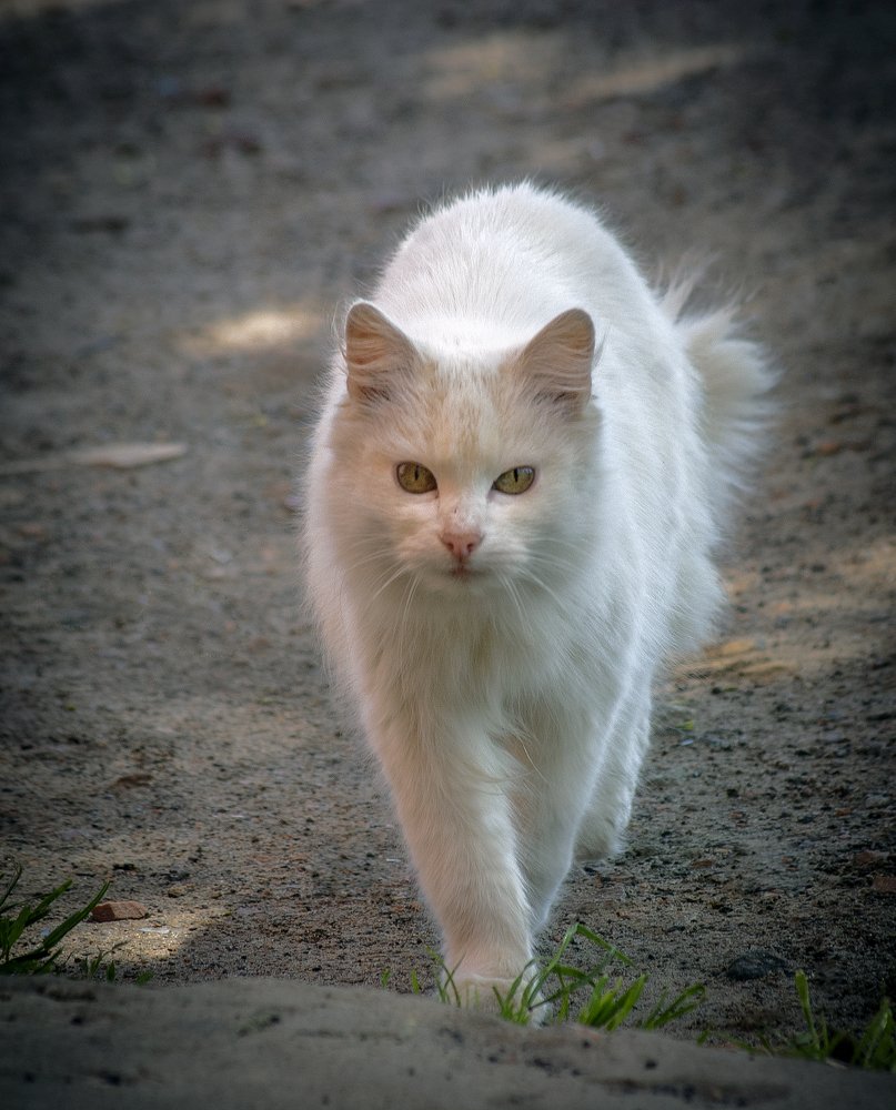 Белоснежка