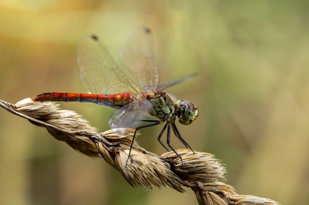 Фотография автора Dolli Pogrebnaya