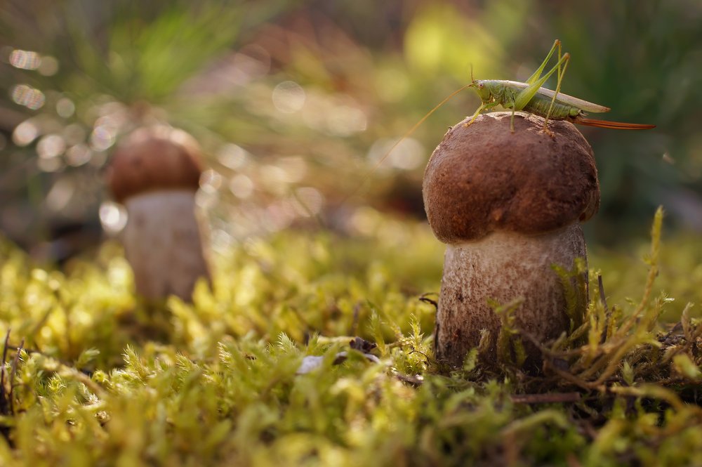 Photograph by Чепленко Алексей