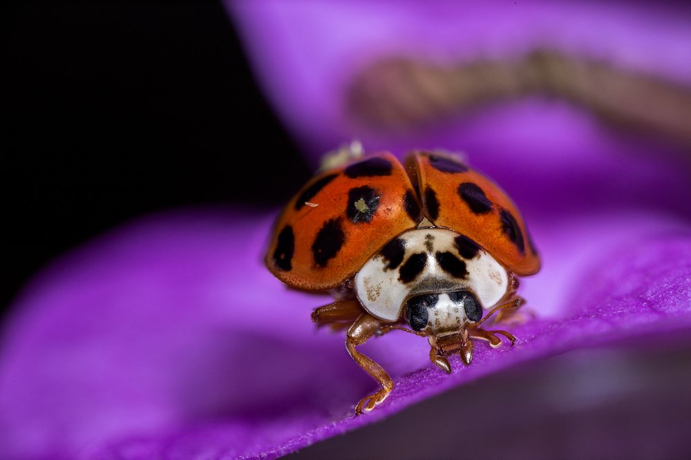 Фотография автора Dolli Pogrebnaya