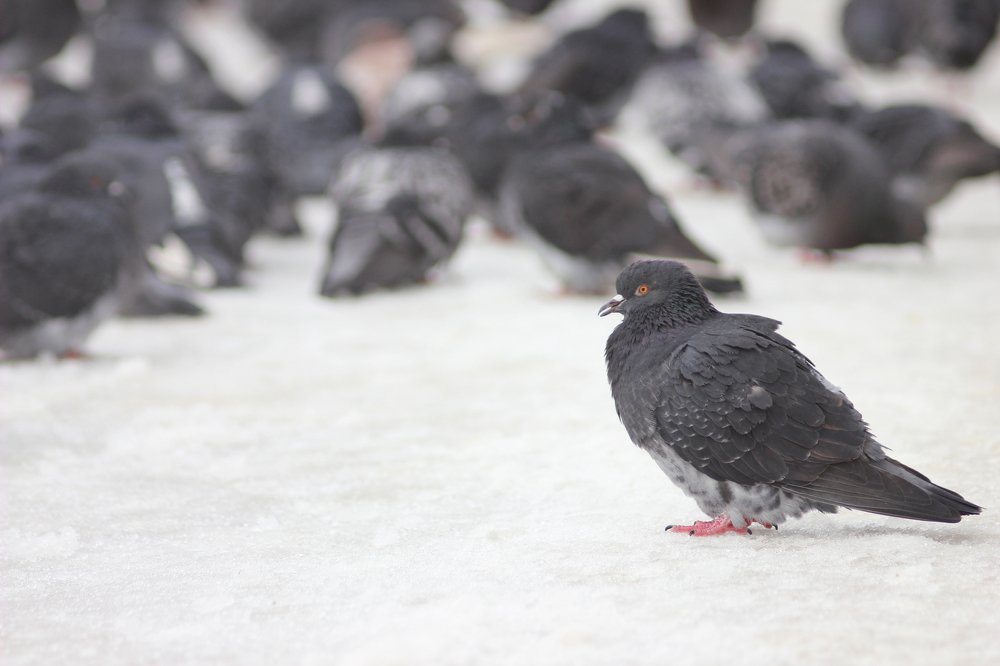 Photograph by Александр Косарев