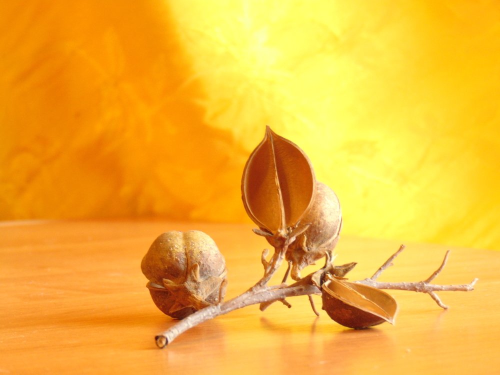 Photograph by Ольга Шевцова