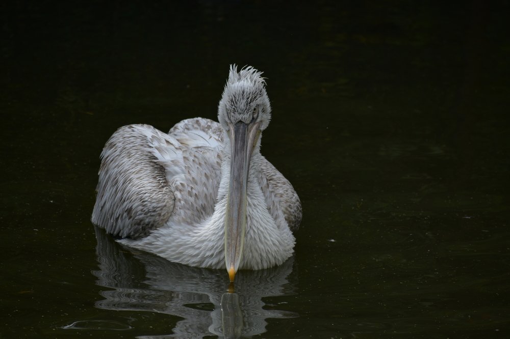 A pelican swimming peacefully on the pond