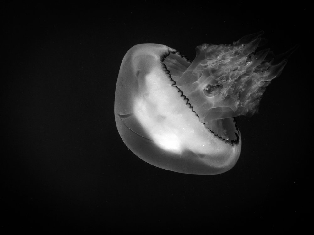 Photograph by Александр Антонов