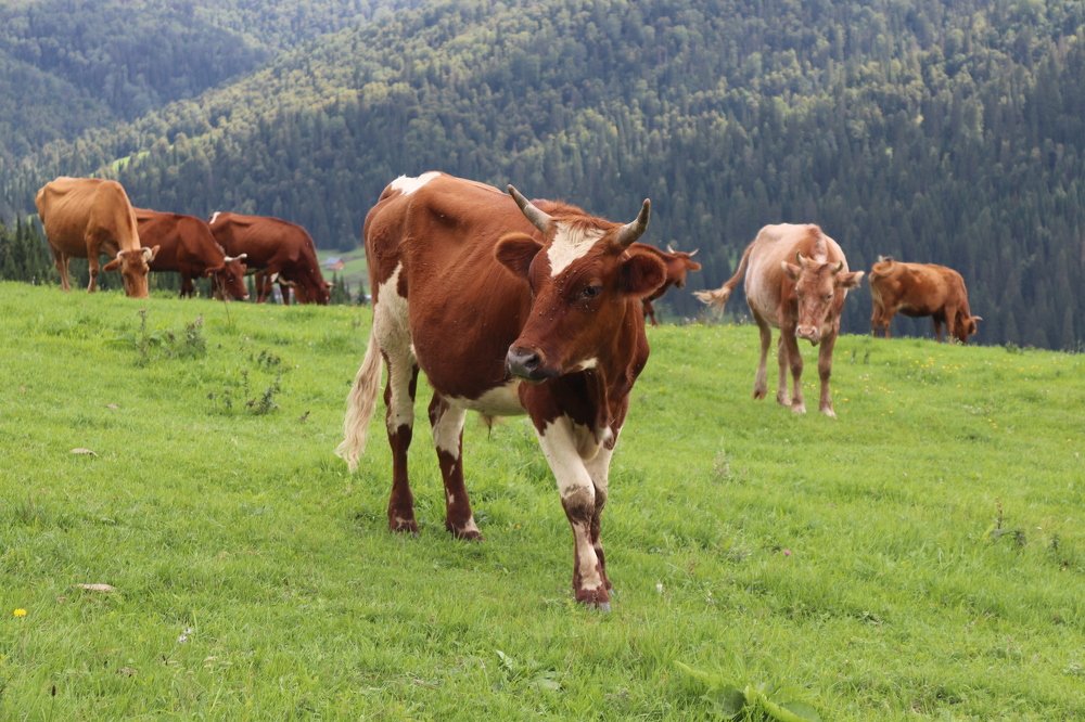 Фотография автора Веста Ягужинская