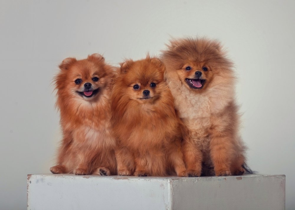 Photograph by Татьяна Муравкина