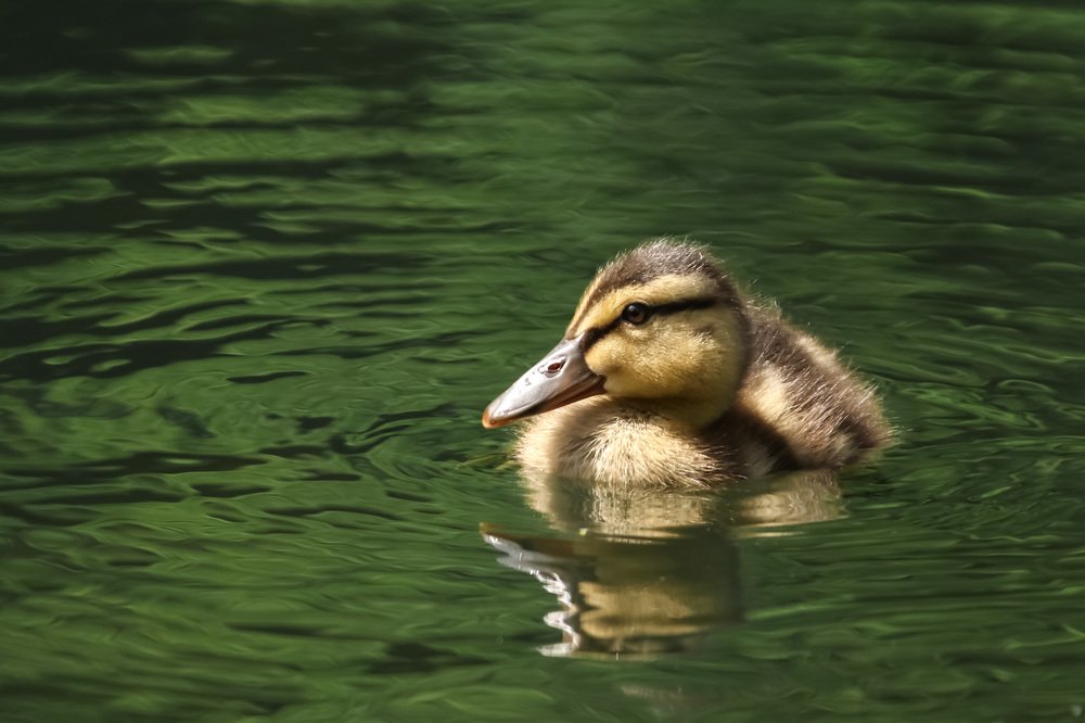 Photograph by Наталья Гайдукевич