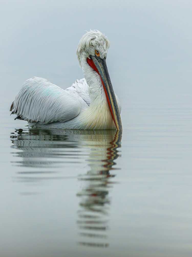 Photograph by Ruzdi Ekenheim