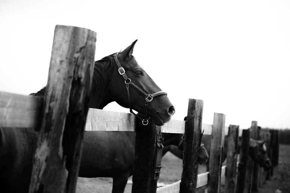 Photograph by Анастасия Глущенко