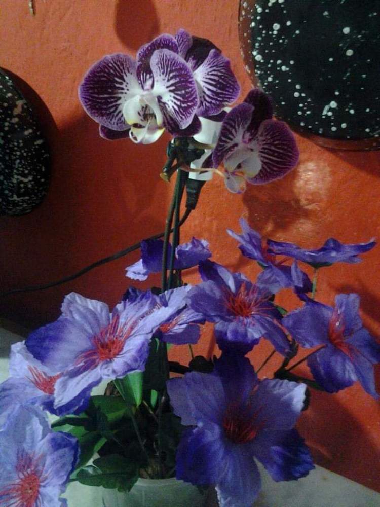 Photograph by MARIA PAULA DA Silva Nascimento