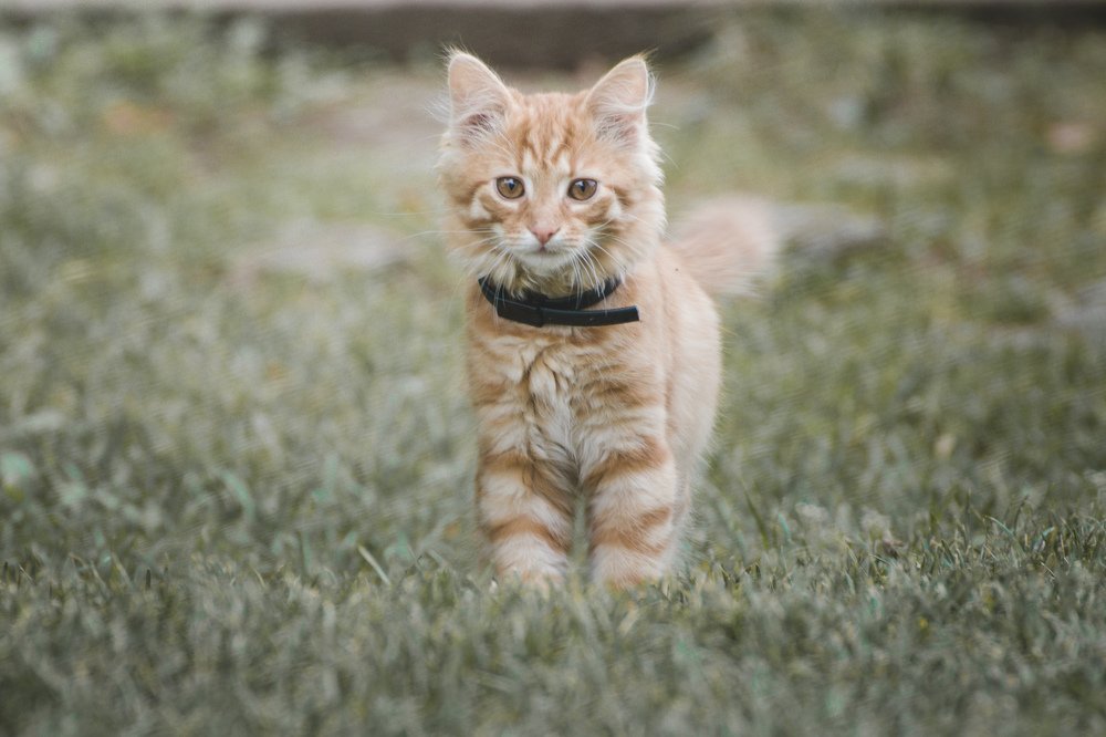 Photograph by Вадим Величко